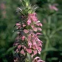 35 Semi di Limone Menta HR167 (Monarda Citriodora):Seeds