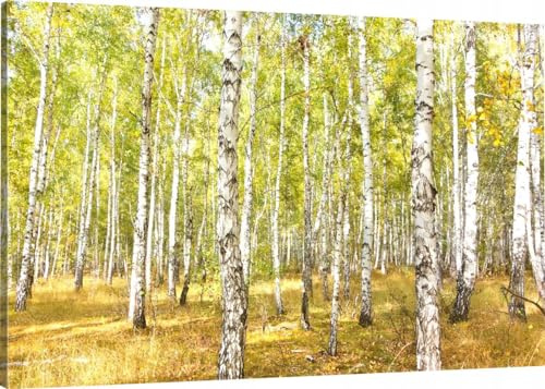 HUBDECO Leinwand Bilder Wohnzimmer - Bilder, Poster, Kunstdrucke - Leinwandbild - Bild auf Leinwand - Tolle Zimmerdekoration - Schlafzimmer Bilder - 120x80 cm Birke Wald