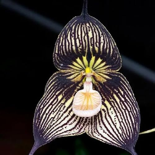 orchidea scimmia - semi di per balcone semi di tappezzanti resistenti al freddo giardino interno per l' selvatici 100semi