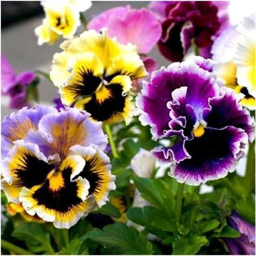 Semi di viola del pensiero Rococo (Germania viola)