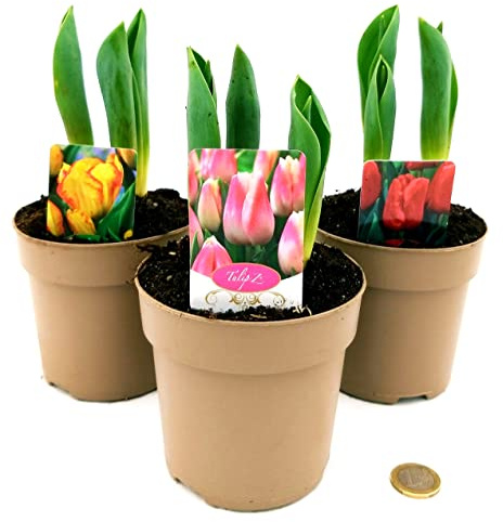TULIPANO TRIS: ROSSO, ROSA e ARANCIO. 3 PIANTE, VASO 12CM, piante vere
