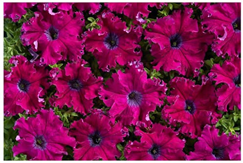 PREMIER SEEDS DIRECT Petunia FIMBRIATA- Aphrodite F1 - Purple - 40 PELLETS