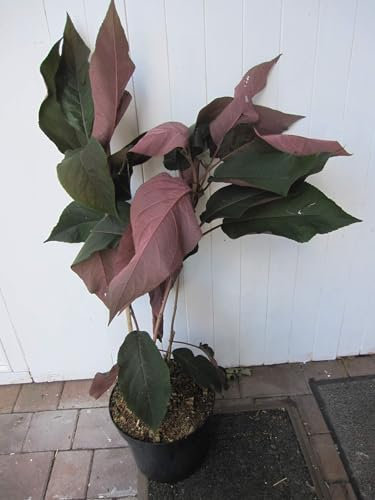 Hydrangea aspera Hot Chocolate ® - Fellhortensie - Samthortensie - 40-60cm