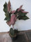 Hydrangea aspera Hot Chocolate ® - Fellhortensie - Samthortensie - 40-60cm