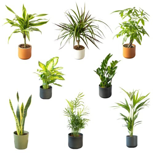 SMPLY. - Pack Plantas Nueva Casa - 8 Plantas naturales de Interior - Ideal para Decoración en Casa u Oficina - Embalaje Protector (Maceta de Cerámica no Incluida)