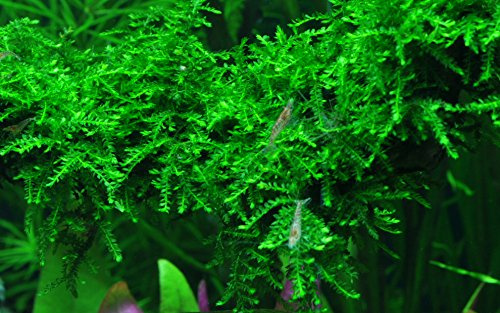 AquaOne Aquarium Pflanze In Vitro 3 Stück Moos Vesicularia ferriei 'Weeping' Wasserpflanze 1-2-Grow Aquariumpflanzen Set Moose Becher Labor-Aquarienpflanzen