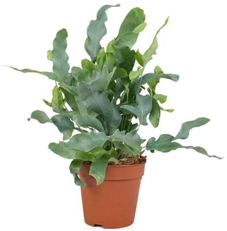 Helecho Phlebodium Blue Star Planta de Interior Verde y Azul