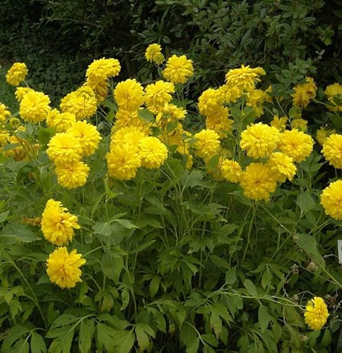 Schlitzblättriger Sonnenhut Goldquelle - Rudbeckia laciniata - lebende Gartenpflanze aus den Baumschulen