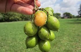 Aamish 5pcs graines de citron vert espagnol