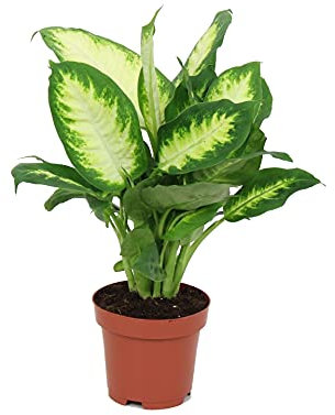 Planta de Interior Dieffenbachia Camilla Planta Natural de Hojas Grandes