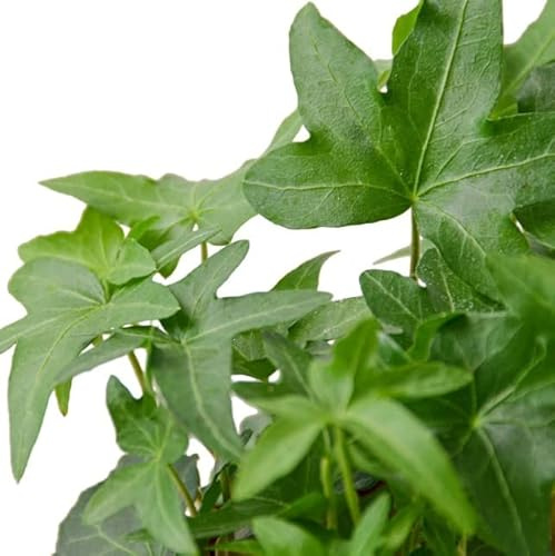 Hiedra de Interior | DECOALIVE | Planta de Interior Natural | Hedera Helix