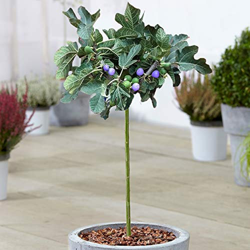 Ficus 'Brown Turkey' Baum | Sommergrün getopfter Feigenbäume für kleine Gärten und Beete (3L, 2-3 Fuß)