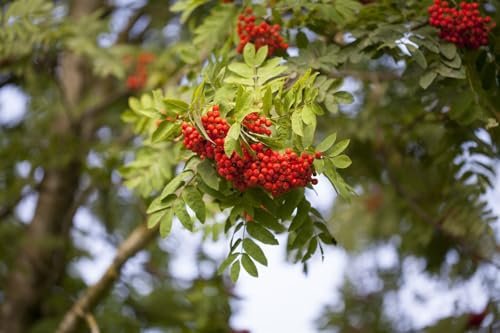 Eberesche Sorbus aucuparia Edulis 80-100 cm Zierbaum winterhart | essbare Fruechte, weisse Bluete, sonnig bis halbschattig, bienenfreundlich, robust, ideal als Solitaer
