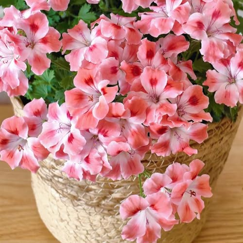 semi di geranio - selvatici perenni estivi in vaso estremamente resistenti decorative rampicanti 80pcs