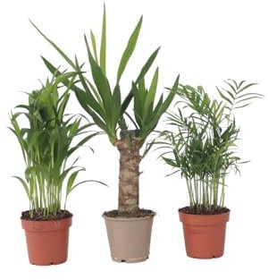 Plant in a Box - Set di 3 mini palme per interni - Vaso 12cm - Altezza 25-40cm - Piante da interno - Palma - Yucca - Areca - Chamaedorea