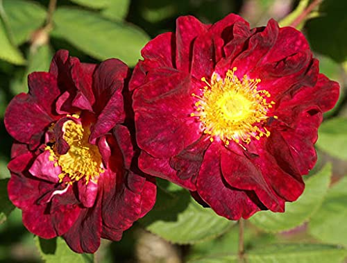 Graines de fleurs de rosier rugueux rouge paquet de 100 graines