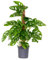Bloomique - Monstera Adansonii avec tuteur - Plante 'Monkey Leaf' - Dépolluante - Facile à entretenir - 70-80 cm de Haut - Pot 17 cm