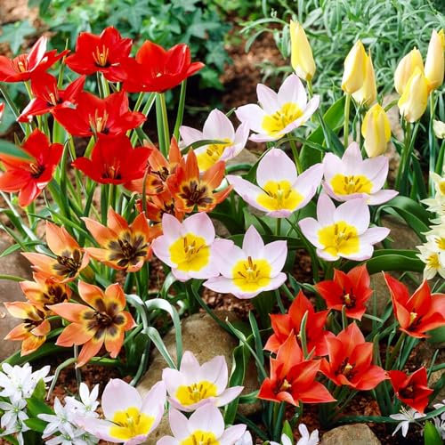 Bulbi Fiori Perenni da Esterno - 50 Bulbi Tulipani Botanici - Piante e fiori esclusivi dall'Olanda - 5 Varietà e Colori Diversi - per giardino, vasi e balcone (senza semi, non artificiali)