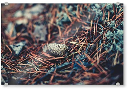 artboxONE Acrylglasbild 30x20 cm Natur Tannenzapfen im Nadelbett - Bild tannenzapfen Natur Nature