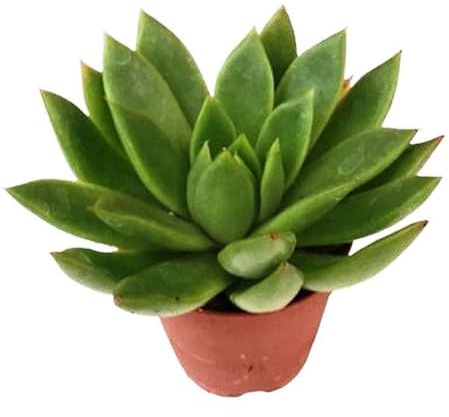 Echeveria Agavoides Planta Natural de Fácil Cuidado