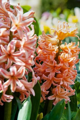 Plant in a Box - Bulbes x25 - Narcisse, tulipe, jacinthe - Blanc/pêche - Coloriez votre jardin 'Peach Blush' - Fleurs de printemps - Plantation d’automne