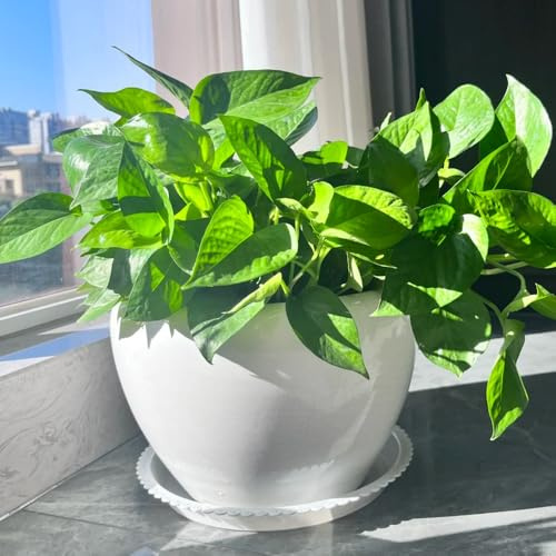 Epipremnum aureum - Pothos selvatiche decorazione d'appartamento semi di tetti verdi giardino balcone resistenti vaso 30pcs
