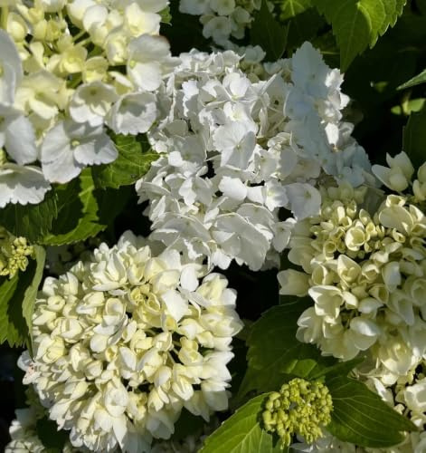 Gardenaria Ortensia Hydrangea Macrophylla 'Souer Therese' Pianta Acidofila da Esterno, Colore Verde e Rosa, 40/50 cm, Vaso 19
