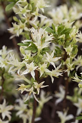 Rhododendron atlanticum 30–40 cm – Winterhart, Mehrjährig – Atlantischer Rhododendron – Zierstrauch für Garten & Beet