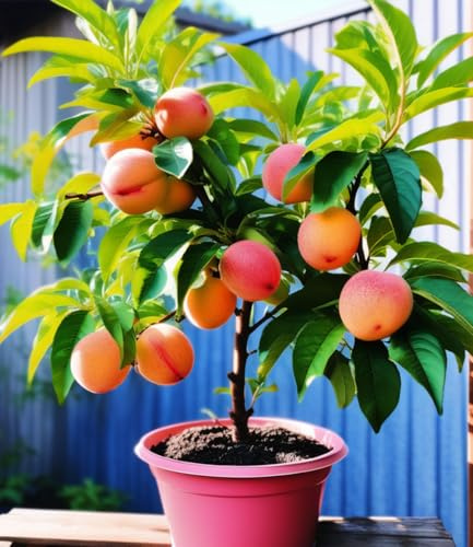 BALDUR Garten Mini-Nektarinenbaum 'Flavortop', 1 Pflanze | selbstfruchtendes & kleinbleibendes Bäumchen, saftig-süße Nektarinen, ideal für Balkon, Terrasse & Garten, pflegeleicht