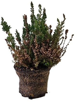 Brezo ROSA Natural - Planta Mediterránea de Exterior Arbusto Fácil de Cuidar