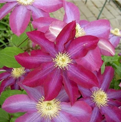 Clemátide rosa semiprincesa