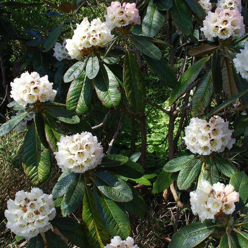 Graines de Rhododendron Macabeanum de Plant World Seeds: PAQUET DE 100 GRAINES