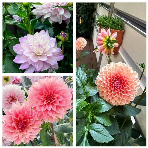 Dahlia tubers UK/Dahlia tubers- Flowering Bulbs Excellent Display Indoor Perennial Balcony Garden Bulbs Can Be Potted Aromatic