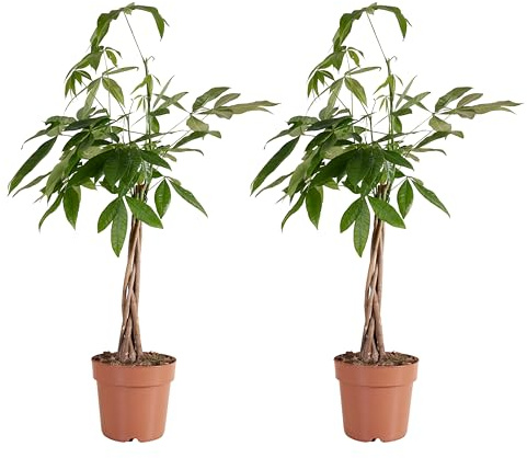 Bloomique - 2er-Set - Pachira Aquatica - Geldbaum - Wasserkakao - Zimmerpflanzen - Luftreinigend - Pflegeleicht - 80-90 cm hoch - Topf 21 cm