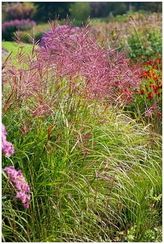Stauden Gänge 3 x Miscanthus sinensis 'Ferner Osten' Rotes Chinaschilf | Rotes Ziergras für Sonne, Blüte September bis Oktober, mehrjährig, 1 L Topf (11x11 cm)