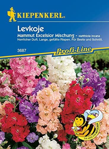 Kiepenkerl 3687 Levkoje Mammut Excelsior, altbewährte und sehr beliebte Bauerngartenblumen, eignen sich für Blumenrabatte und Vasenschnitt