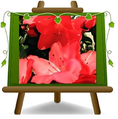 EURO PLANTS VIVAI Azalea Japonica Rossa Pianta Ornamentale Chioma 35~45 cm Vaso 18 cm