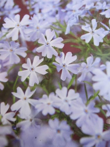 Phlox subulata Emerald Cushion Blue - Teppich-Flammenblume Verpackungseinheit 3