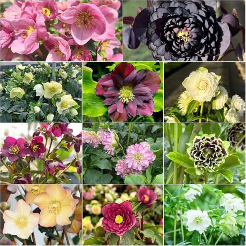 christrosen winterhart - bodendecker dachbegrünung Christrose stauden winterhart mehrjährig indoor garten Helleborus thibetanus winterharte kübelpflanzen garten 500samen