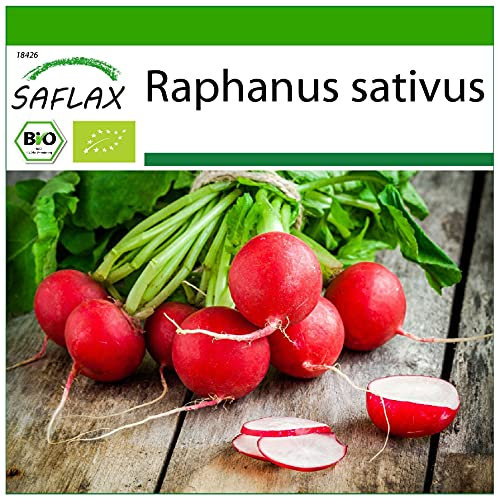 SAFLAX - Ecológico - Rábano - Cherry Bell - 100 semillas - Con sustrato estéril para cultivo - Raphanus sativus