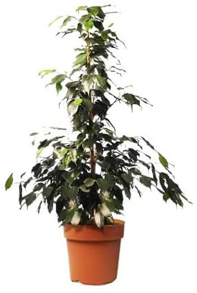 Ficus Benjamina | DECOALIVE | Altura ± 75cm | Árbol Natural | Planta de Interior