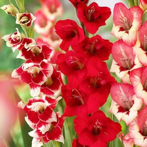 Gladiolus Bulbs UK Gladiolus Flower Gladiolus Plant(Plant Bulbs,Cut Flowers,Ornamental Flowers,Wedding Flowers)-3bulbs-e