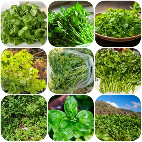 BrunnenkresseSamen, kräutergarten alte sorten balkongarten geschenke für gartenfreunde garten gemüsesamen zimmerpflanze gewächshaus 200pcs