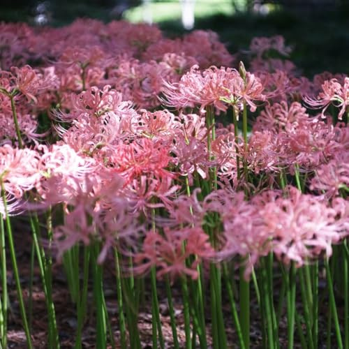 bulbo di lycoris radiata, giglio ragno, balcone, perenni resistenti giardino interno esotiche, in vaso 4pcs