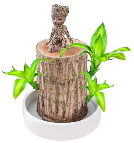 MEIYAXINWIN Brasilianisches Glücksholz Pflanze Set, Brasilien Glücksbambus mit 1 Topf und Ornamenten, Lucky Wood Hydrokultur Topfpflanzenstumpf Schreibtisch Ornament Kleine Desktop Pflanz