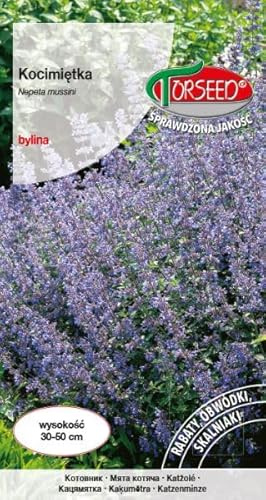 Verdica Duftende Blaue Katzenminze Samen Nepeta mussinii – Ideal für Steingärten & Rabatten, Einfach zu Ziehen, Mehrjährige Pflanze, Zieht Bestäuber an, Trockenheitstolerant (0,5 Gramm)