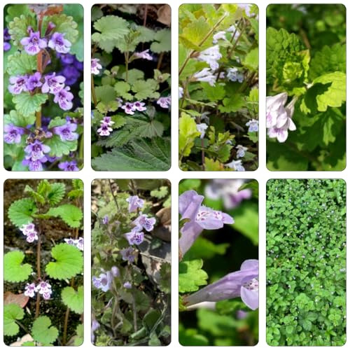 edera terrestre - decorazioni di giardino esterni selvatici di balcone tagliati semi esotici balcone semi giardino 500pcs