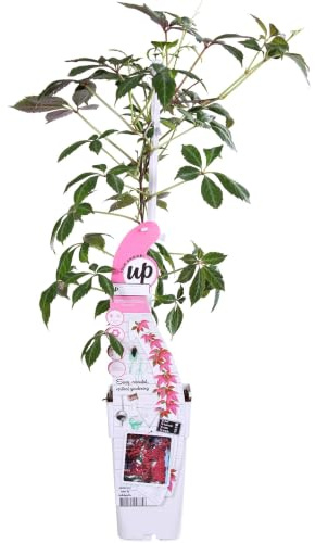 Parthenocissus Henryana, Vite Canadese da Esterno, Vaso Ø15cm, 65cm