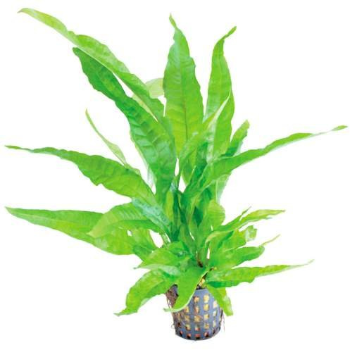 Java Fern Greens/Microsorum pteropus greens - Live aquarium plant