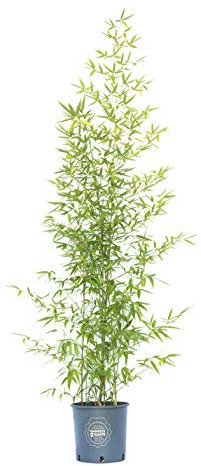 Vannucci Piante - Bambusa bissetii in vaso, Pianta vera fino a 5-8m di altezza